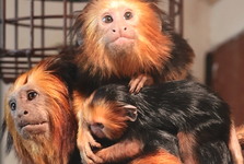 V Zoo Hodonín se narodilo druhé mládě ohroženého lvíčka zlatohlavého V Zoo Hodonín se narodilo druhé mládě ohroženého lvíčka zlatohlavého