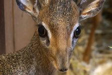 Jednu antilopu v ZOO Hodonín nahradily dvě nové