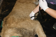 OBRAZEM: Lvíčata v Zoo Hodonín se podrobila testu DNA. Jedno z nich počátkem roku odejde