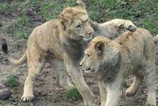 Lvíčata ze Zoo Hodonín se podrobila testu DNA. Jedno z nich v únoru odjede