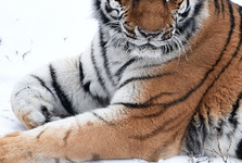 Zoo Hodonín přišla o tygřici. Plánuje nový chov Zoo Hodonín přišla o tygřici. Plánuje nový chov