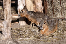 Zoo Hodonín má nový druh – mary stepní Zoo Hodonín má nový druh – mary stepní